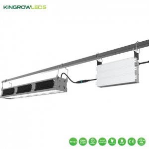 730W Greenhouse supplemental light | Kingrowleds